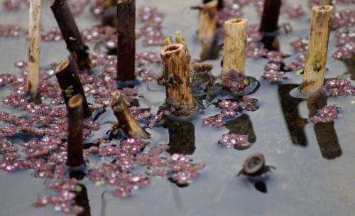 Botanischer Garten Bonn